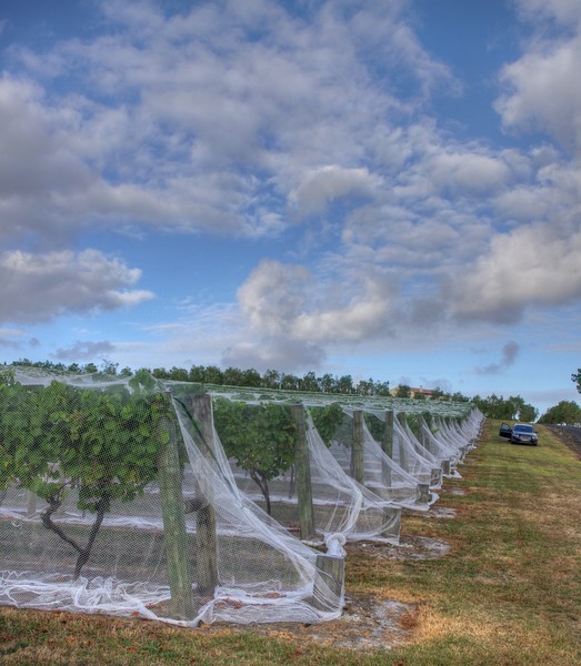 Kumeu River, Kumeu, New Zealand